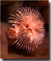 scuba diving monterey bay california