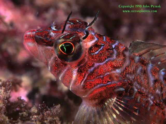 Your Free Windows Wallpaper is Loading Here!